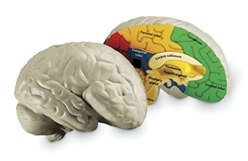 Learning Resources Cross-section Brain Model