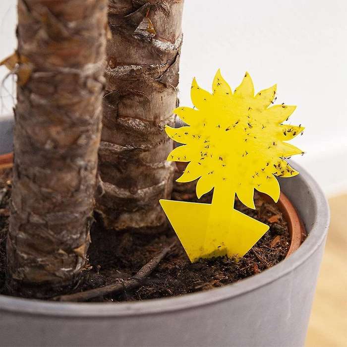 Yellow Sticker Gnats: 60 X Insecticide-free Adhesive Traps