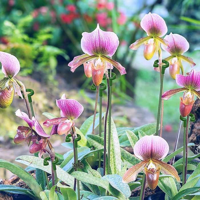 60pcs Plant Supports Set-20 Pack Flower Plant Stakes Sticks (3 Sizes)