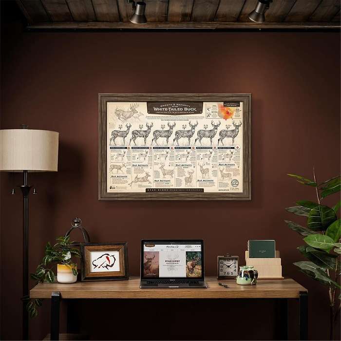 """the Growth and Maturity Of The White-tailed "" Paper Print A"