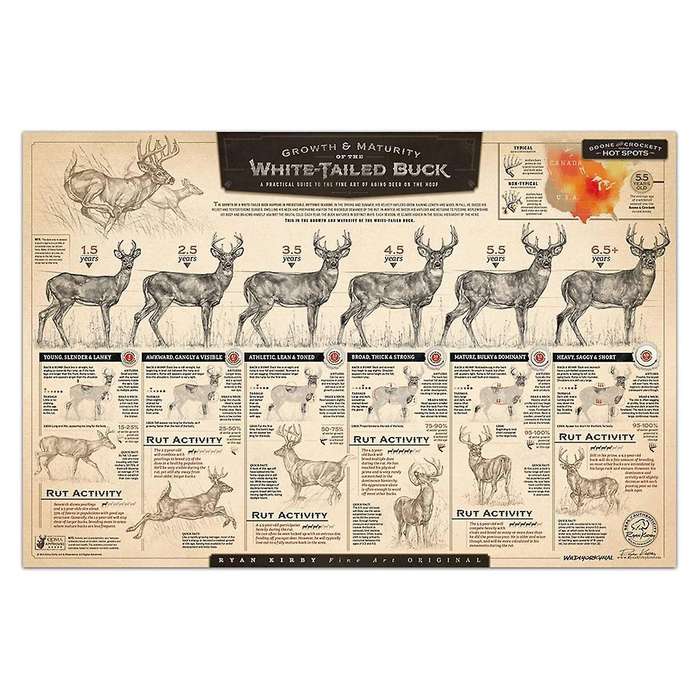 """the Growth and Maturity Of The White-tailed "" Paper Print C"