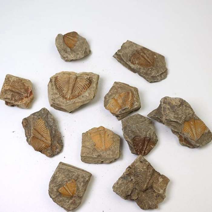 1 PC Natural Trilobite Tail Fossil Ancient Fossils Teaching Specimens Collection