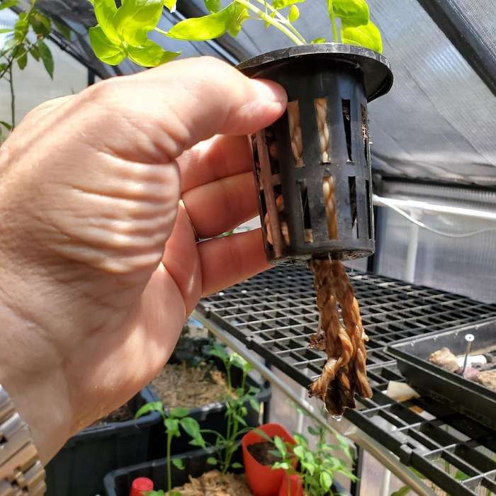 100 Pack 1.77 Inch Net Cups Slotted Mesh Wide Lip Filter Plant Net Pot Bucket Basket for Hydroponics