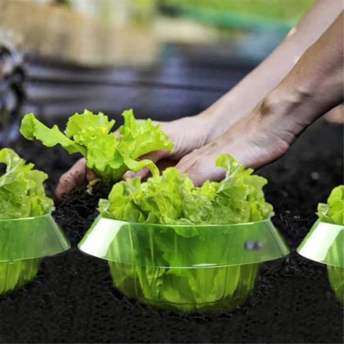 10PCS Protection Vegetables Covers Plant Snail Collar Guard Garden