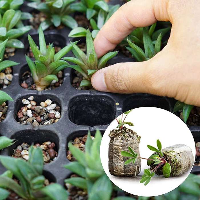 120Pcs 30mm Peat Soil Plant Plugs Pallet Seedling Soil Block, Seed Nutrient Block for Flowers