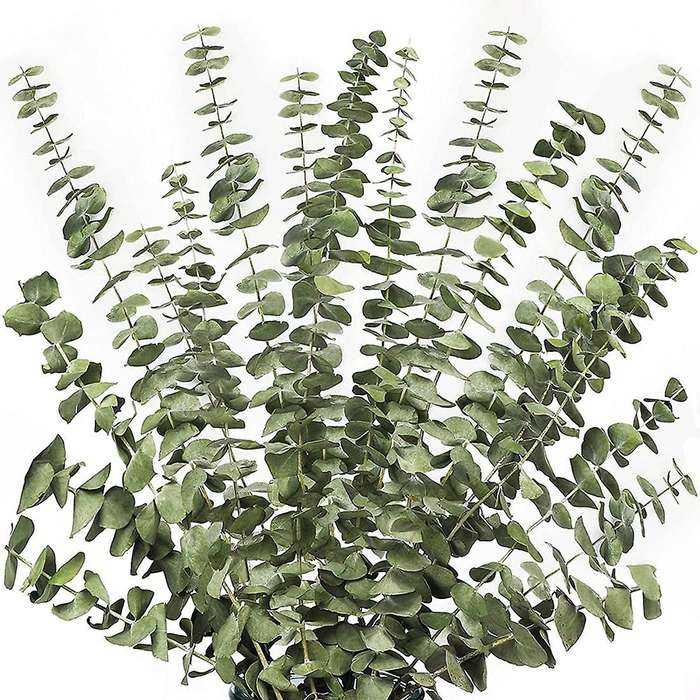 12Pcs Dried Eucalyptus Branches Greenery Stems,17 Inch 100% Live Eucalyptus Leaves Greenery Decor