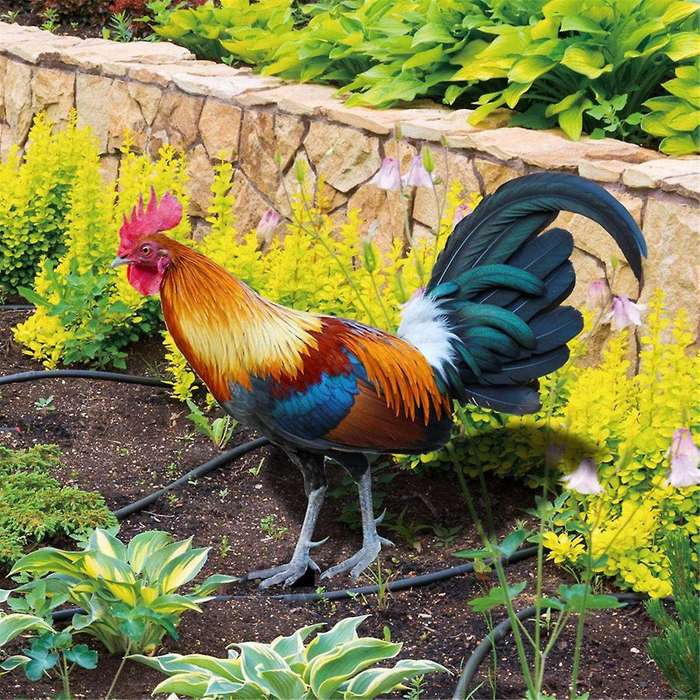 2 Pieces Acrylic Colorful Rooster Lawn Stakes Outdoor Farm Garden Animal Chicken Statues Yard Art De