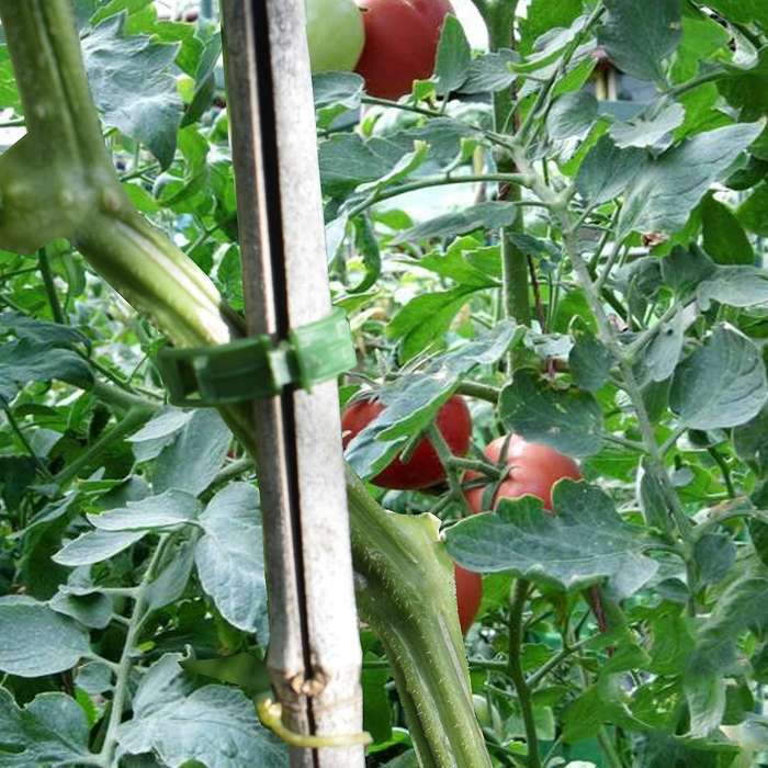 200 Pcs Garden Support Clips, Tomato Clips, Trellis Clips, for Cucumber Flower Squash Vine, 1 Inch