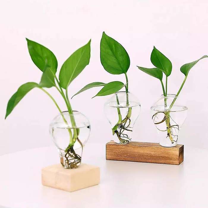 Crystal Glass Planter with Wooden Stand Hydroponics Plants Bulb Desktop Terrarium Flower Vase Home