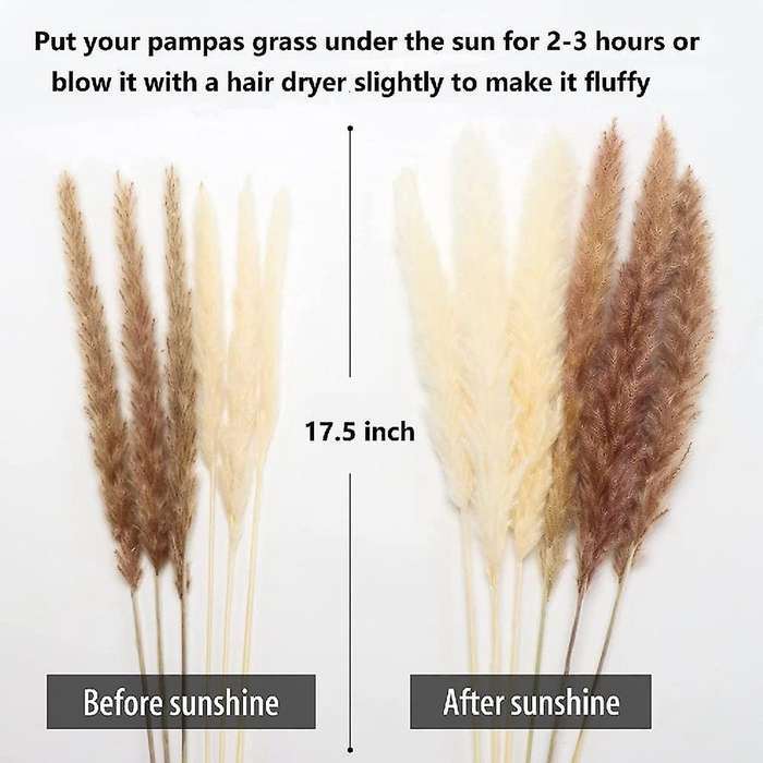 60 Pcs 17.5inch Natural Pampas Grass Branches,for Wedding,home Decor