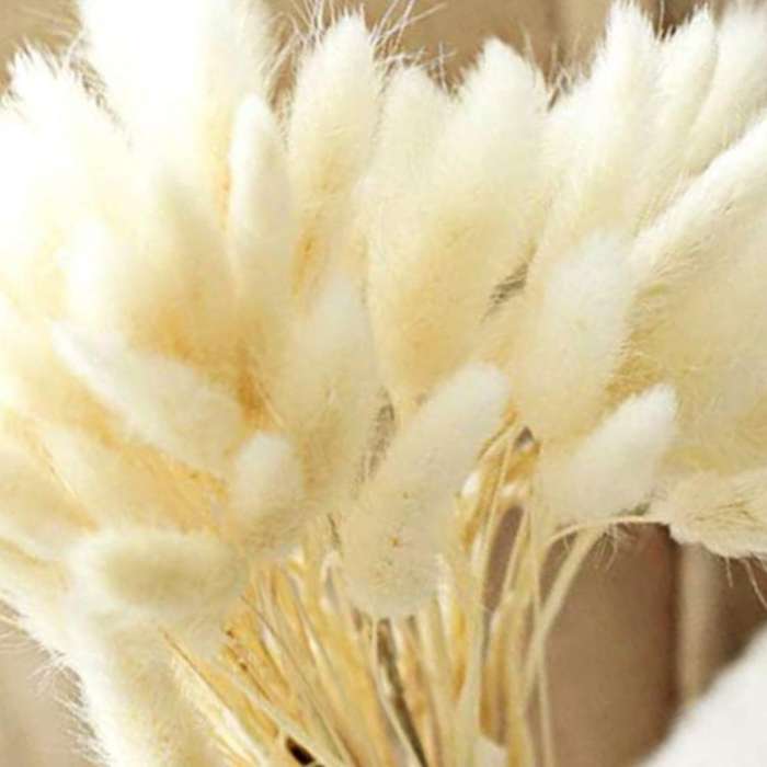 Dried Pampas Grass Decoration, 40pcs Pampas Grass Dried, No Scent