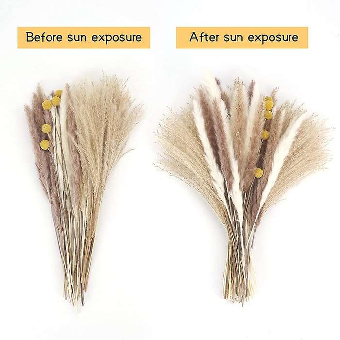 65pcs Dried Fluffy Pampas Grass Decor Tall,natural Pompous
