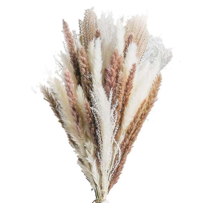 Natural Dried Pampas Grass Decor 50 Pcs for Home Decor, Party Decor