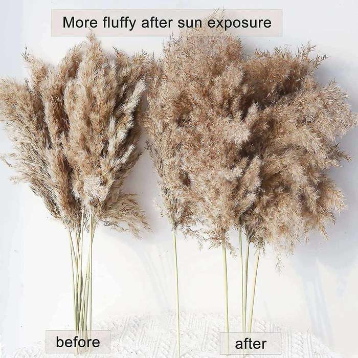30 Stems Dried Pampas Grass,17 Inch Pampas Grass Flowers Dried Plants