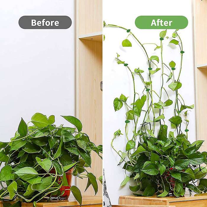 100 Pcs Plant Climbing Wall Fixture Clips Wall Fixer Wire Fixing Snap