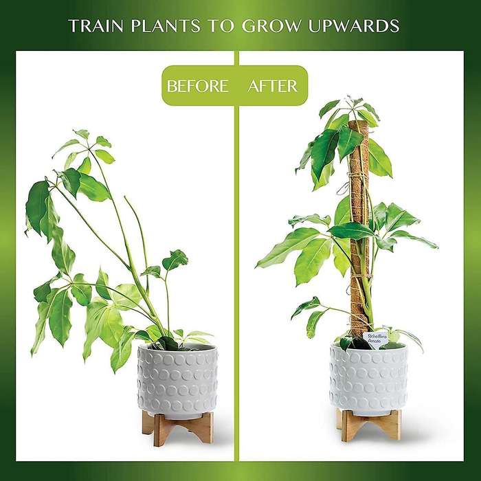 2 Pack Moss Poles for Indoor Plant Support,potted Plants Grow Upwards
