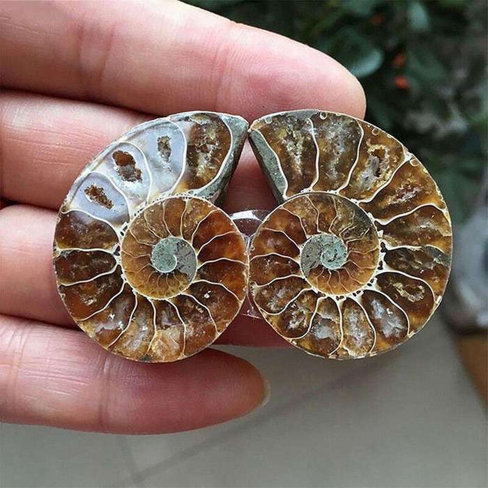 1 Pair Ammonite Shell Jurassic Fossil Specimen Madagascar 3-4cm