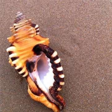 10-12cm Home Furnishing Marine Sea Decorations Giant Natural Tridacna Big Conch