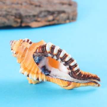 10-12cm Home Furnishing Marine Sea Decorations Giant Natural Tridacna Big Conch