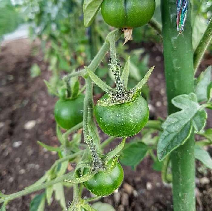 25 Pack Garden Stakes Metal Plastic Coated Plant Cage Supports Climbing for Tomatoes,Trees,Cucumber