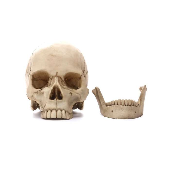 Human Head Skull Statue for Home Decor Resin Figurines Halloween Decor Sculpture Medical Teaching Sk