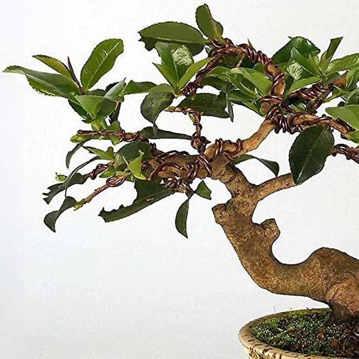 5 Roll Bonsai Wire Aluminum for Holding Bonsai Branches (brown)