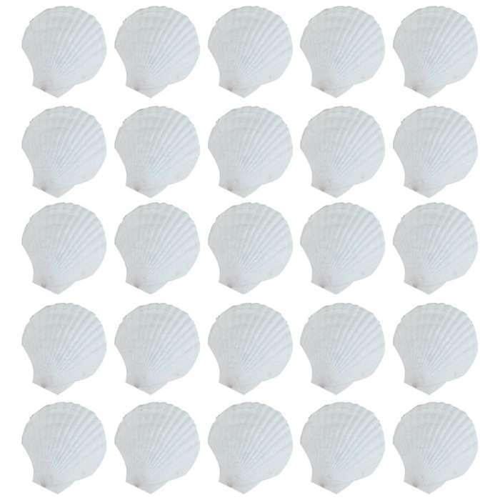 25pcs Natural Scallop Shell, Special for Handmade Diy Coloring Shell