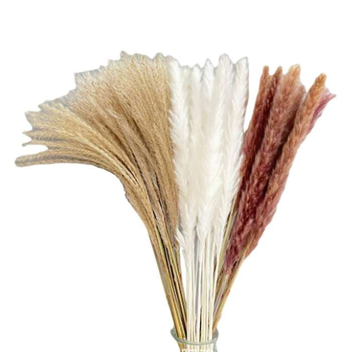 60pcs Reed Pampas Set Dried Flower for Flower Arrangements Home Decor