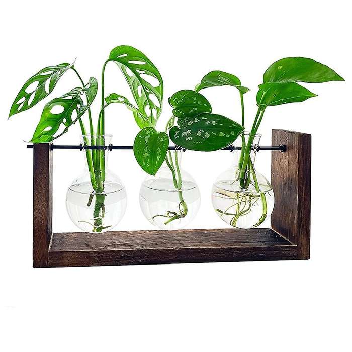 Plant Terrarium, for Hydroponic Plants with Wooden Stand for Gifts