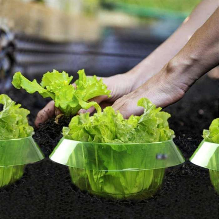 6 Pieces Plants Snail Plant Protection Collars for Landscape Project Versatile,Vegetable Green Plant