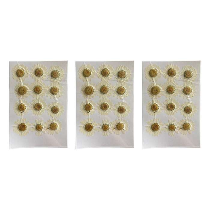Natural Dried Flowers White Daisy Pressed Flower for Jewelry Nail Stickers Dried Chrysanthemum