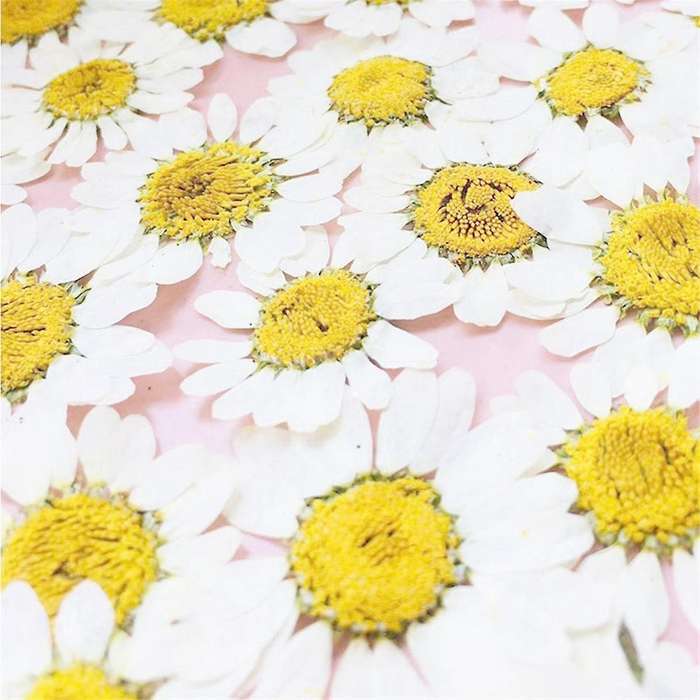 Natural Dried Flowers White Daisy Pressed Flower for Jewelry Nail Stickers Dried Chrysanthemum