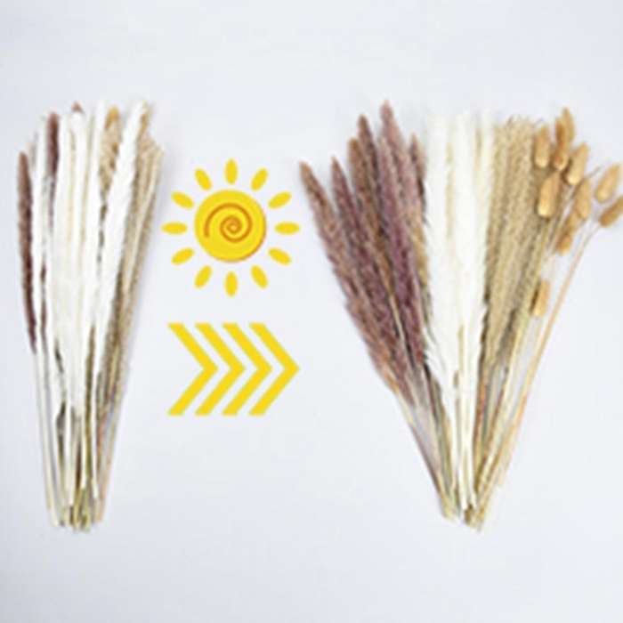 100pcs Natural Dried Pampas Grass Fluffy Stems Dry Pampas Bouquets