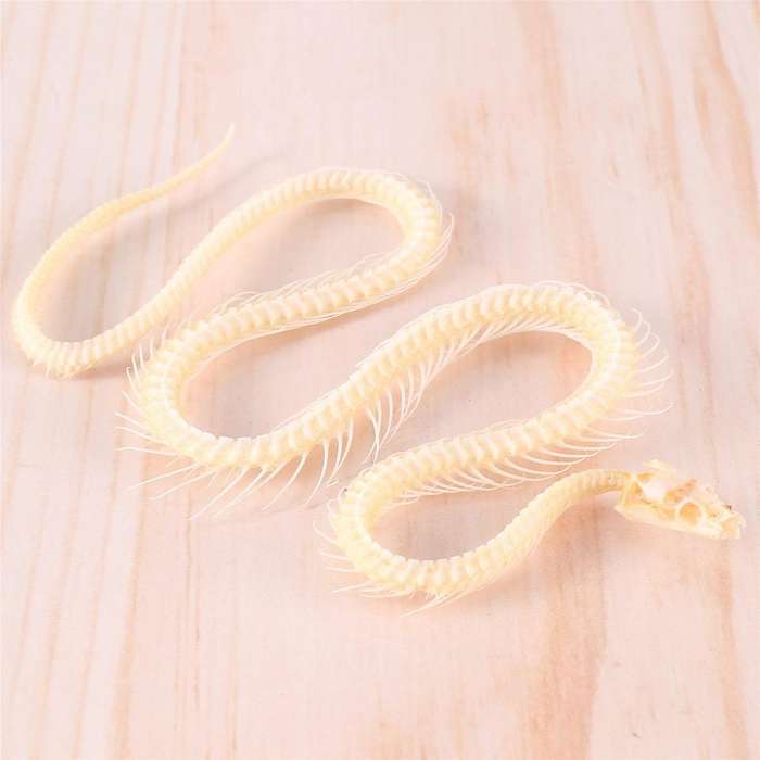 Real Snake Skeleton Animal Specimen In Science Classroom Specimens for Science Education