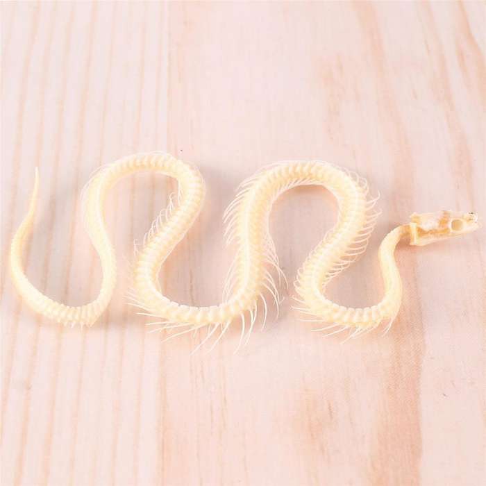 Real Snake Skeleton Animal Specimen In Science Classroom Specimens for Science Education