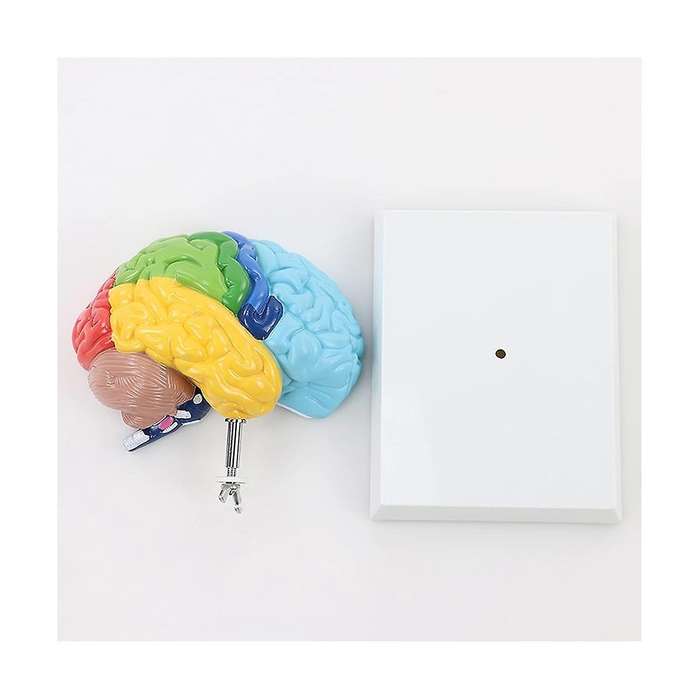 Right Hemisphere Of Brain Human Body Model Education Brain Model 1:1 for Student Teaching Study Asse