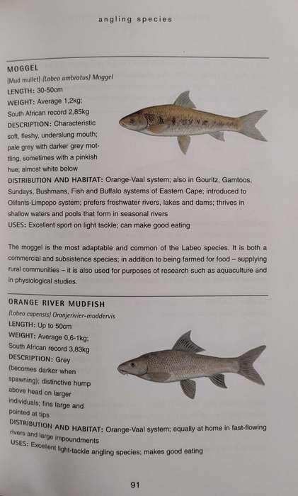 Freshwater fishing in South Africa