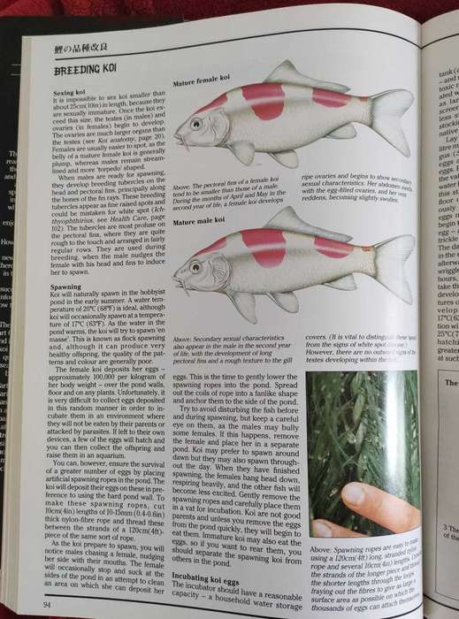 The Interpet Encyclopedia of Koi