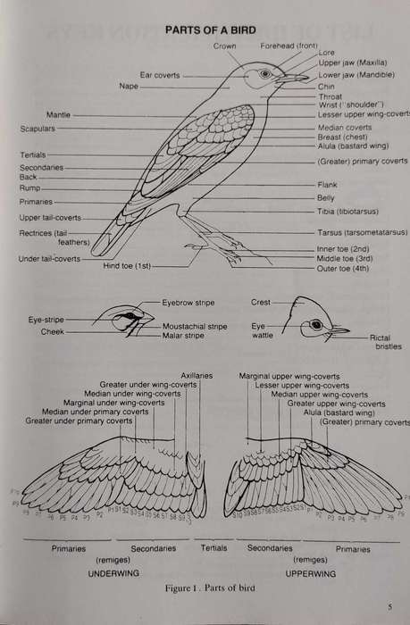 Field Companion to Roberts Birds of Southern Africa