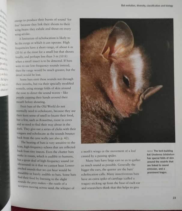 Bats , Phil Richardson
