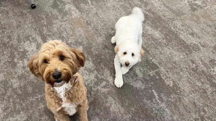 Pet Supplies Model Fr6