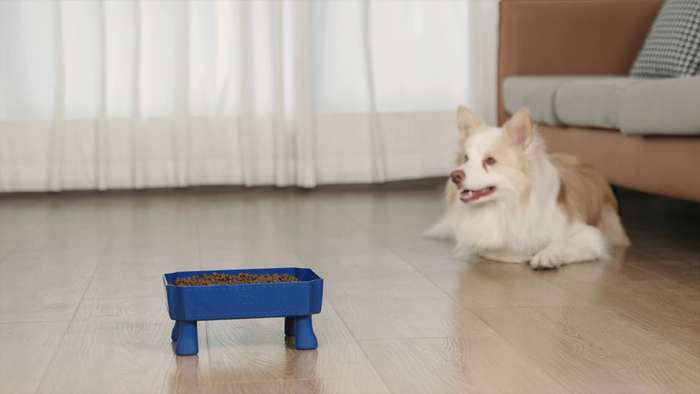 Pet Supplies Color 1.Black