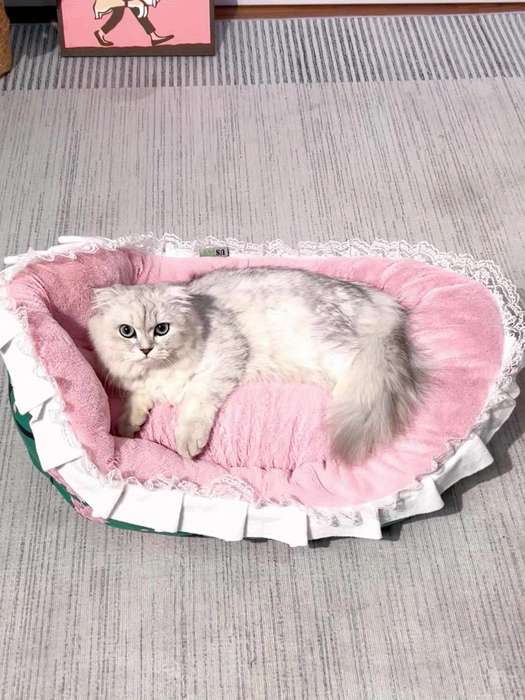 Pet supplies color grey