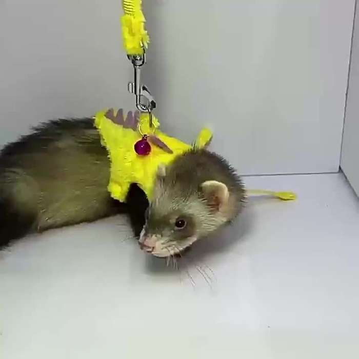 Pet Supplies Color Yellow  Green Size One  Size