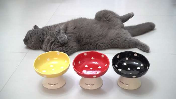 Pet Supplies Color Yellow