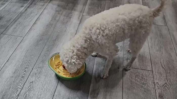 Pet Supplies Color Green