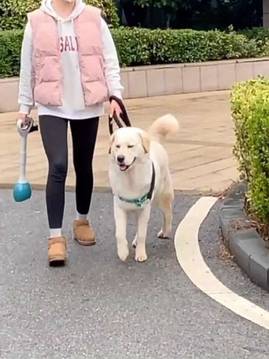 Pet supplies color pink