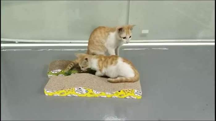 Pet supplies Style Wave Board