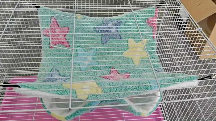 Pet supplies color Starfish Purple size Small Size