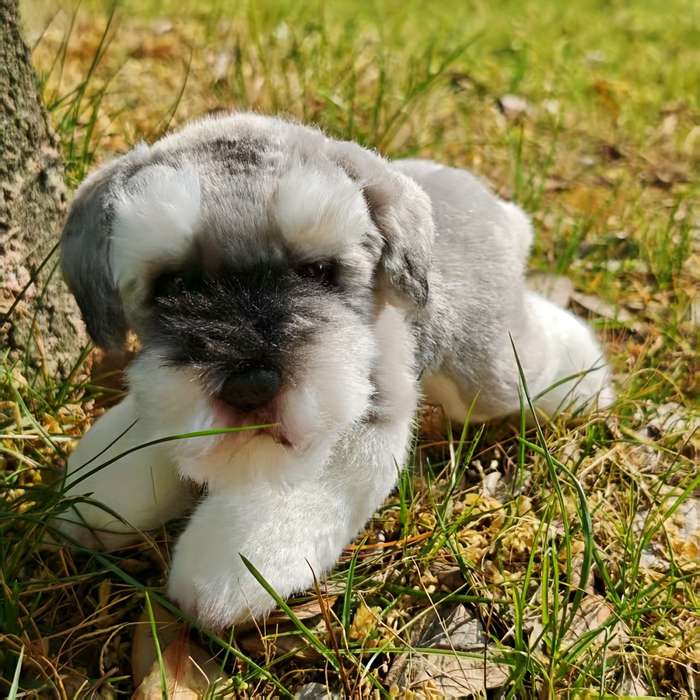 Toy Doll Style Dog